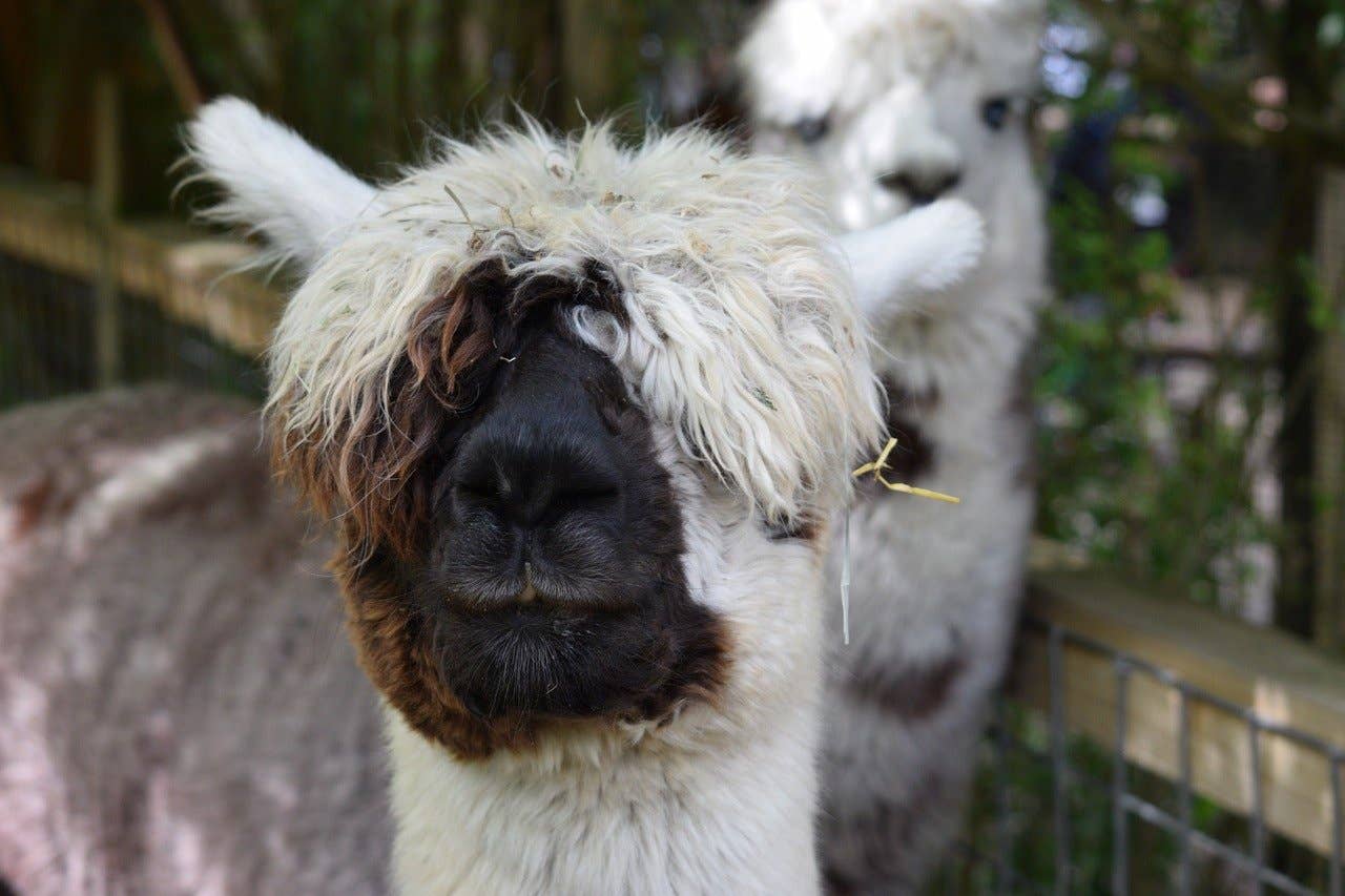 Rustic Strength - Wholesale Dryer Balls - Alpaca Fleece Wool Dryer Ball6