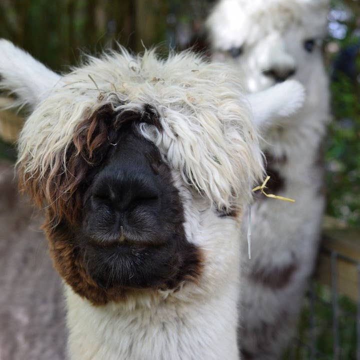 Rustic Strength - Wholesale Dryer Balls - Alpaca Fleece Wool Dryer Ball6