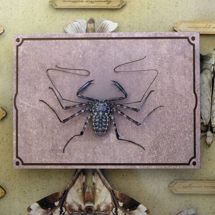 Moth and Myth – material para artesanato por atacado – Espécime 'Escorpião de Chicote Sem Cauda' 3