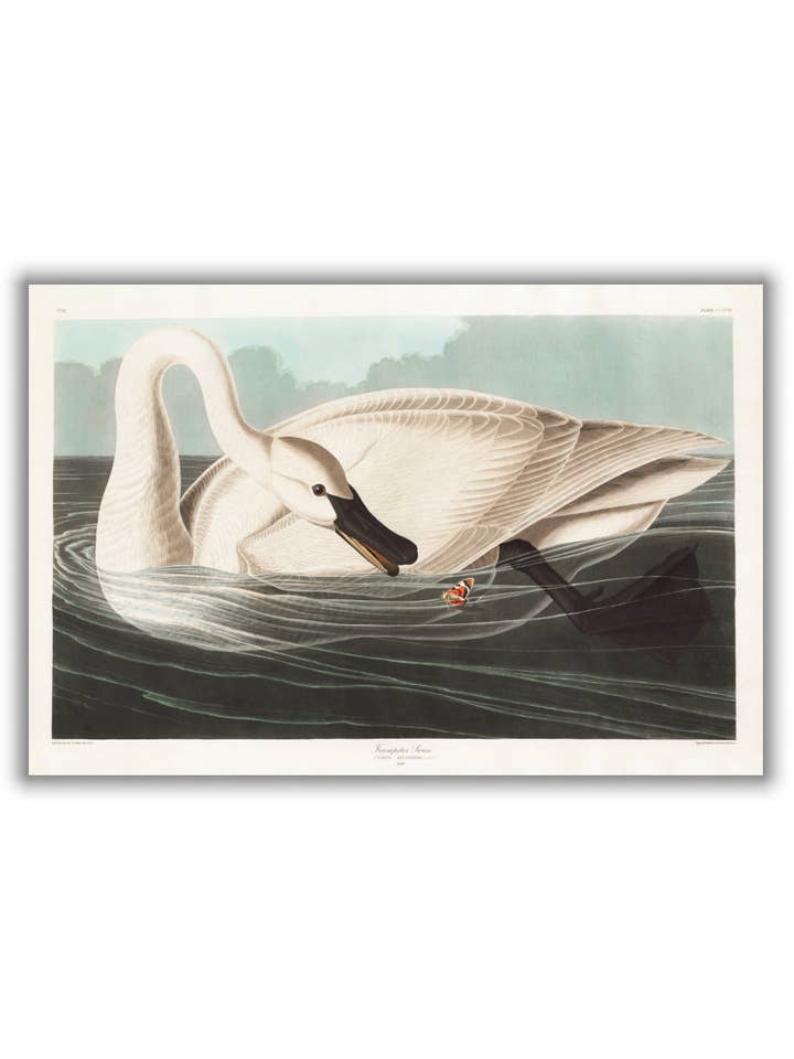 Cisne trompetista - Birds of America de John Audubon para venta al por mayor de Stanley Print House