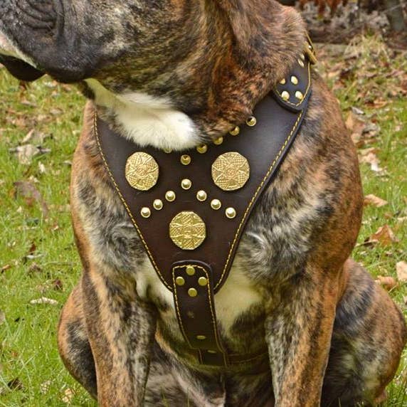 Le harnais Maximus marron pour la vente par Serendipityfile