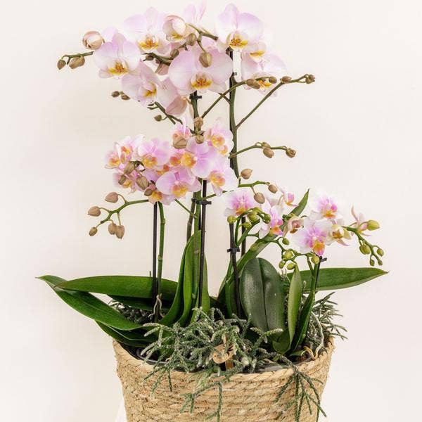Oasis of Life - Wholesale Plant Pot - Insert with water reservoir for orchid bowl – Irrigation system for orchids – Field bouquet 1x12cm + 2x9cm + 3x WaterWicks – Self-watering for hummingbird orchids – Ø25cm4