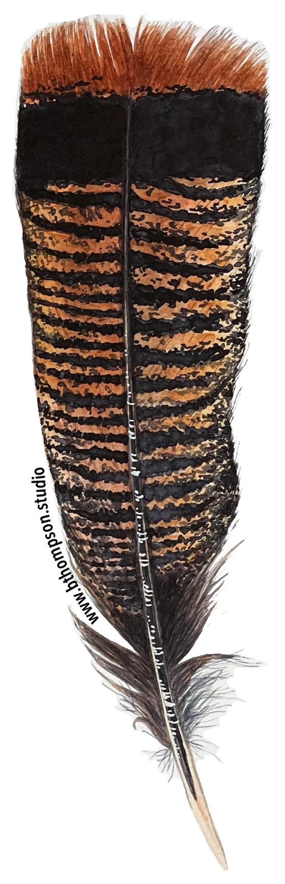 Broad Bloom – wholesale Sticker – Turkey Feather Sticker1