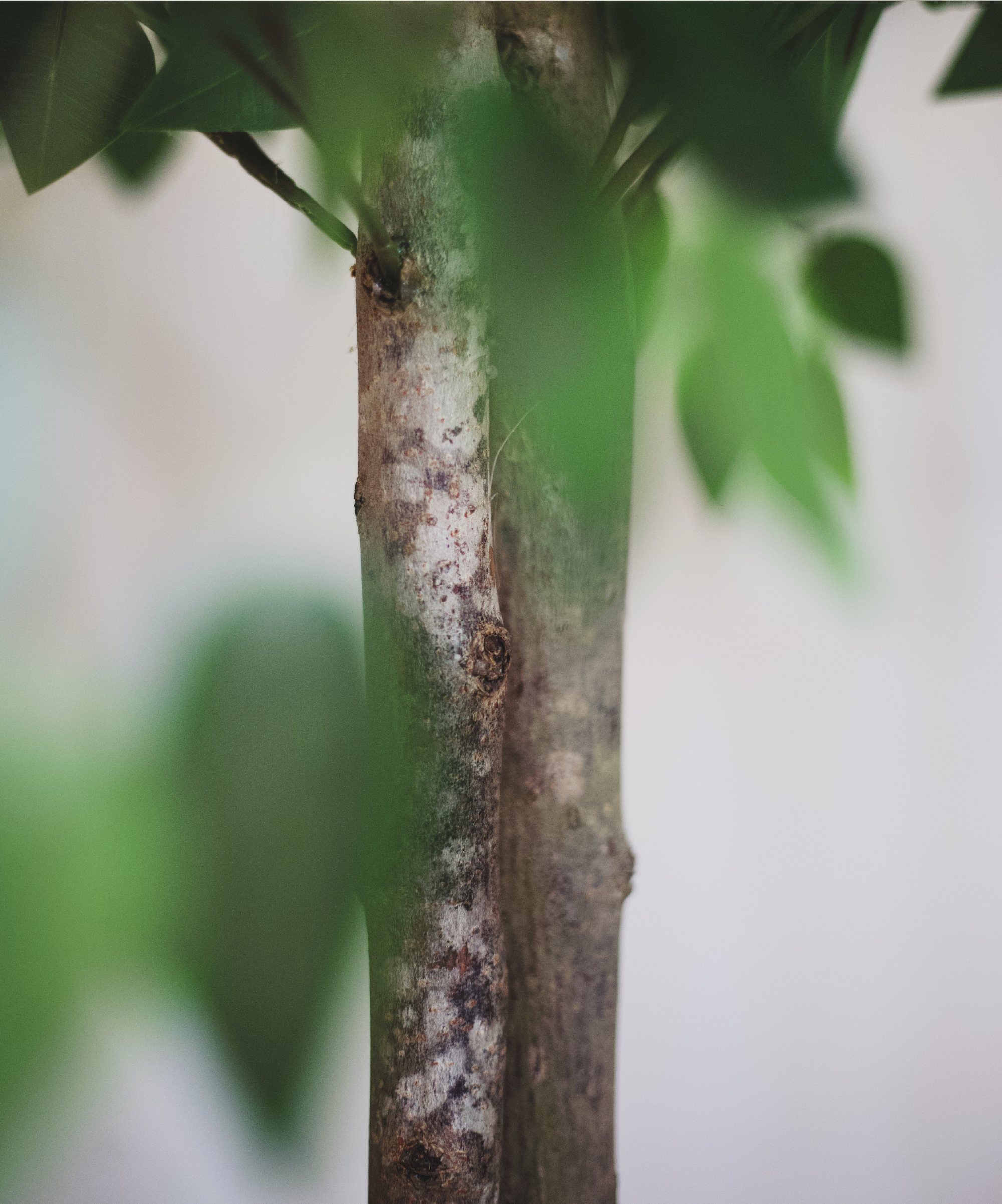 Maia Shop - Wholesale Artificial Plant - Artificial Ficus 2 Crowns 150 cm3