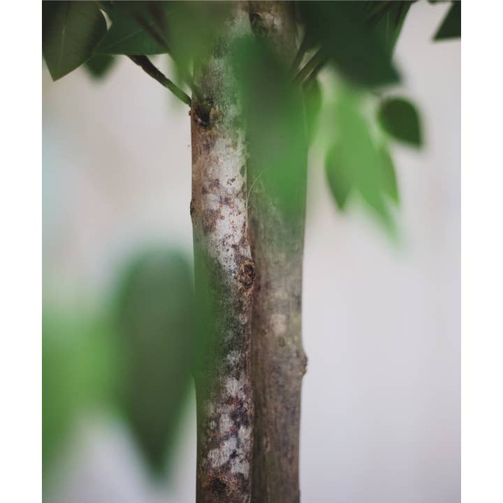 Maia Shop - Wholesale Artificial Plant - Artificial Ficus 3 Crowns 175 cm3