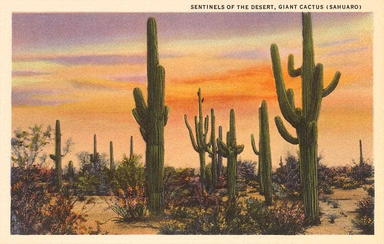 Found Image Press - Wholesale Sticker - Sticker SW-36 Saguaro Cacti0