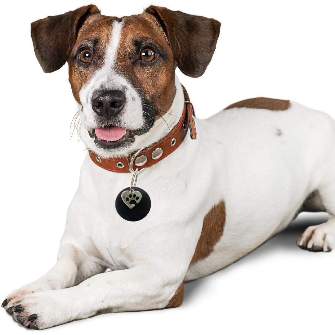 Karelia Creations – wholesale Halsbandsberlock - Katt och hund – Halsbandshänge i shungit för stora XL-hundar | EMF-skydd10