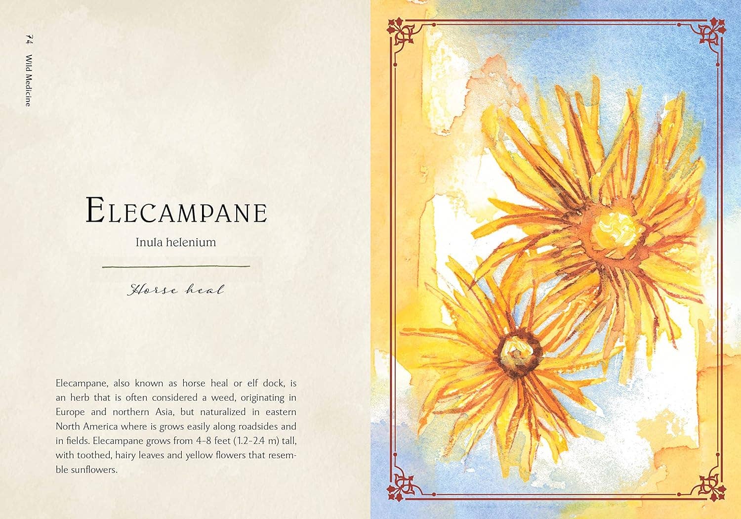 Blue Star Press - Wholesale Nature & Outdoors Book - Wild Medicine: Illustrated Guide to the Magick of Herbs6