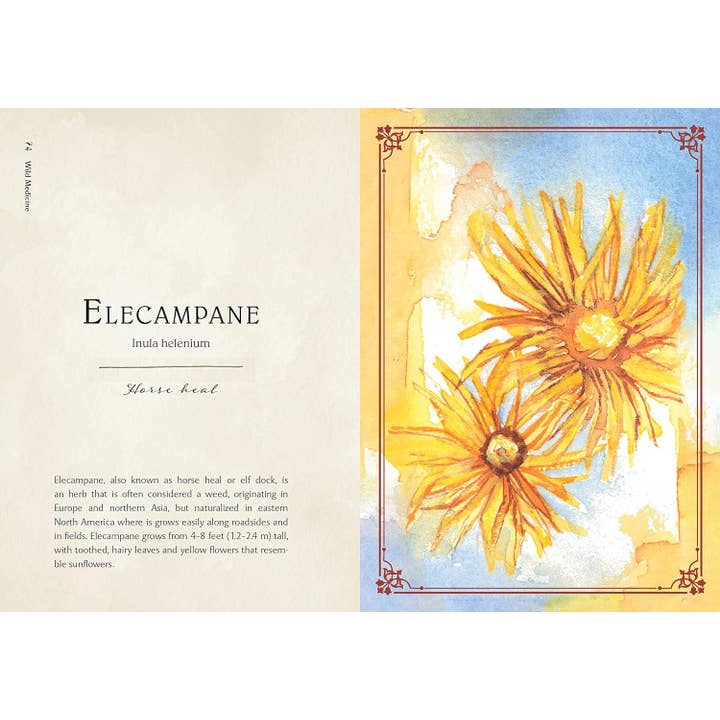 Blue Star Press - Wholesale Nature & Outdoors Book - Wild Medicine: Illustrated Guide to the Magick of Herbs6