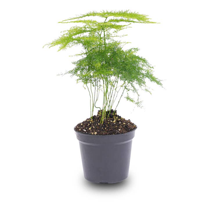 Trendhero.nl/b2b - Wholesale Live Plant - Asparagus - Potsize 6 cm - 15-20 cm high2