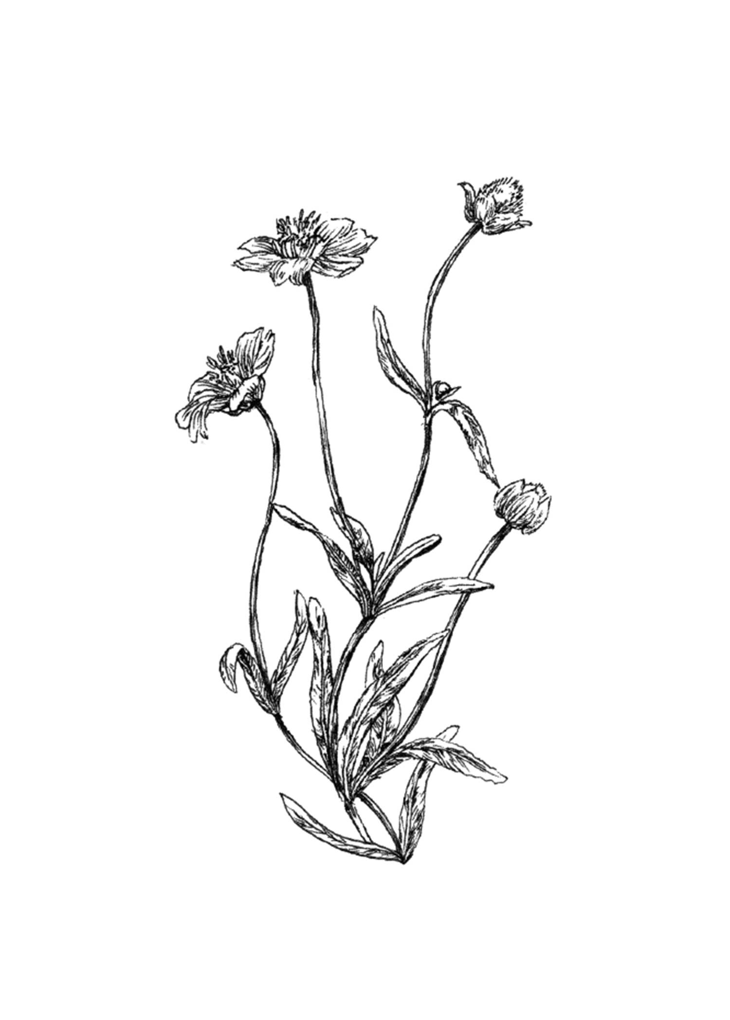 Kara Valentino Ffield Art - Wholesale Art Print - Daisy |  Art Print 10