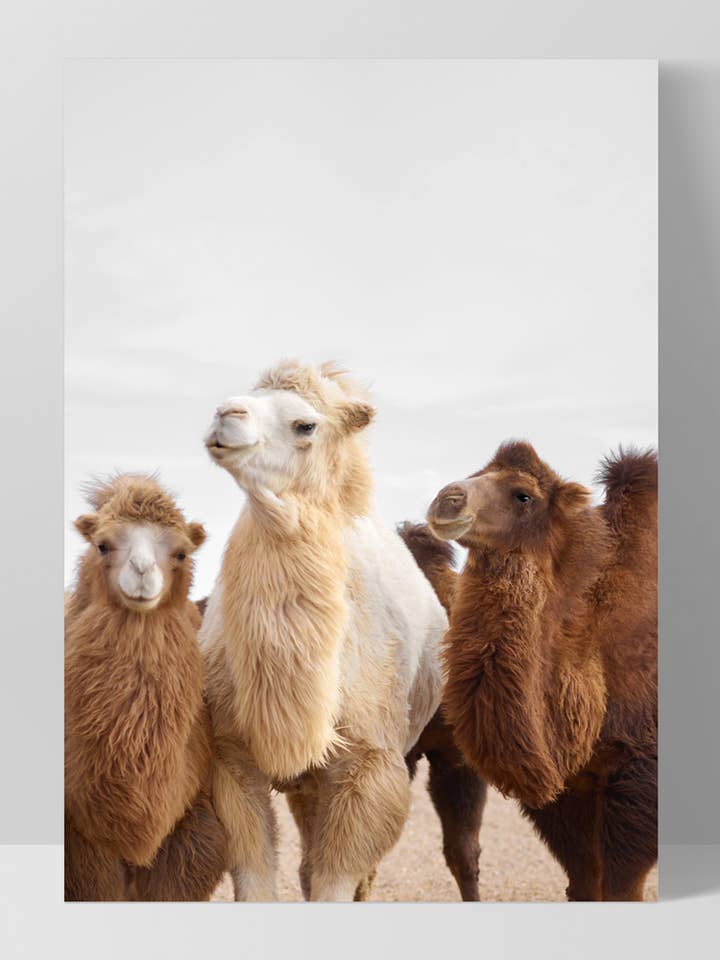 Alpaca kunsttryk. Lama-trio i ørkenvægskunst. Børneværelse for engroshandel hos PRINT AND PROPER