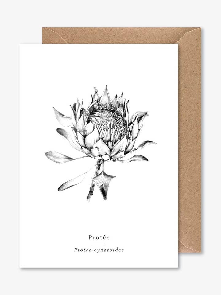 Proteus for wholesale by Papier Mirage