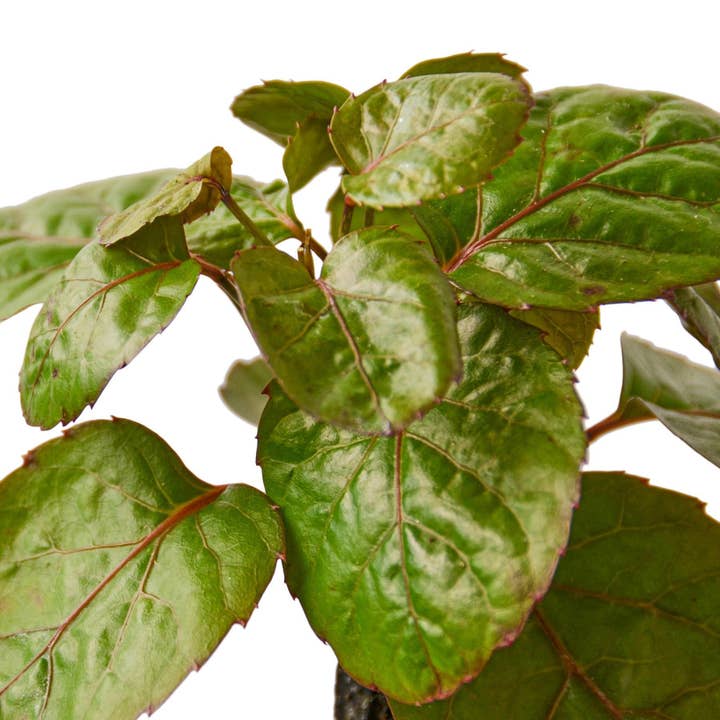 House Plant Wholesale WEST - Wholesale Live Plant - Aralia Fabian Stump 'Polyscias Scutellaria'