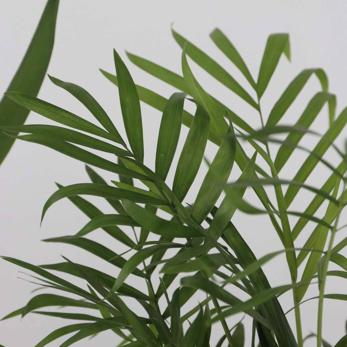 Oasis of Life - Wholesale Live Plant - XL Indoor Palm Set – Set of 3 Large Indoor Palms – Height 70–90cm – Ø17cm – Palm Mix with Areca, Yucca & Dracaena – Easy-care Air-purifying Plants for Living Room & Office4