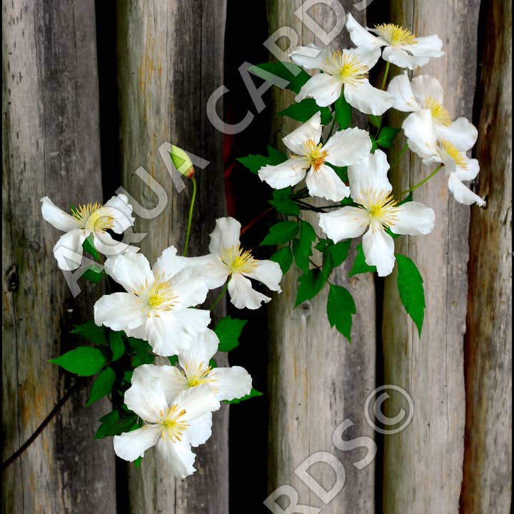 1290 - Jardins de Meerkerk pour la vente par Aqua Cards