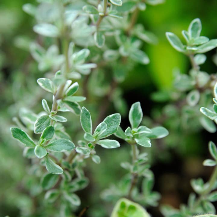 Thyme Herbal Tincture for wholesale by Daydream Organics | Prairie Doctor Brand