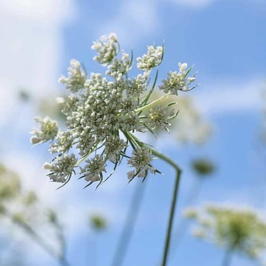 Du Jardin Beauty - Wholesale Face & Body Mist/Water - Orange Blossom Hyaluronic Facial Mist3