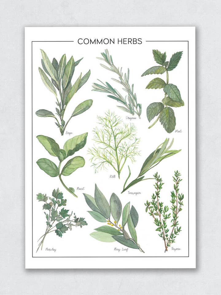 Vanliga örter - Illustrerat diagram för wholesale av Heather Victoria Design