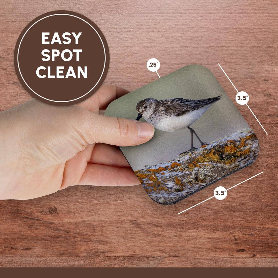3dRose - Wholesale Coasters - 3dRose, Semipalmated sandpiper, Coaster13