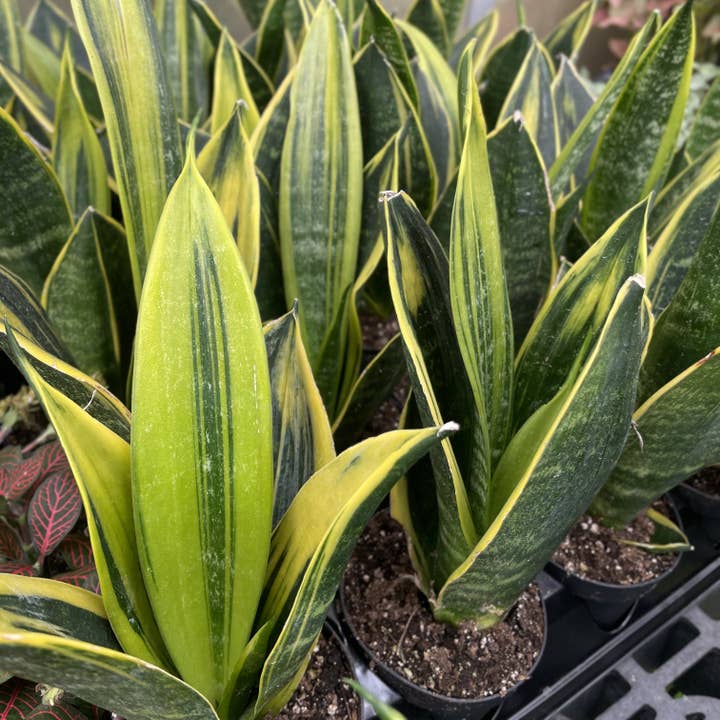 Thorsen's Greenhouse - Wholesale Live Plant - Snake 'Golden Flame' - 4" Live Plant