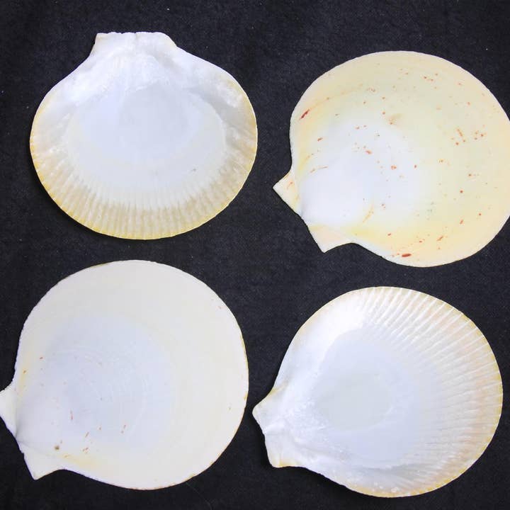 Darlene's Shells - Wholesale Decorative Tabletop Object - SUN & MOON 2 3/4"0