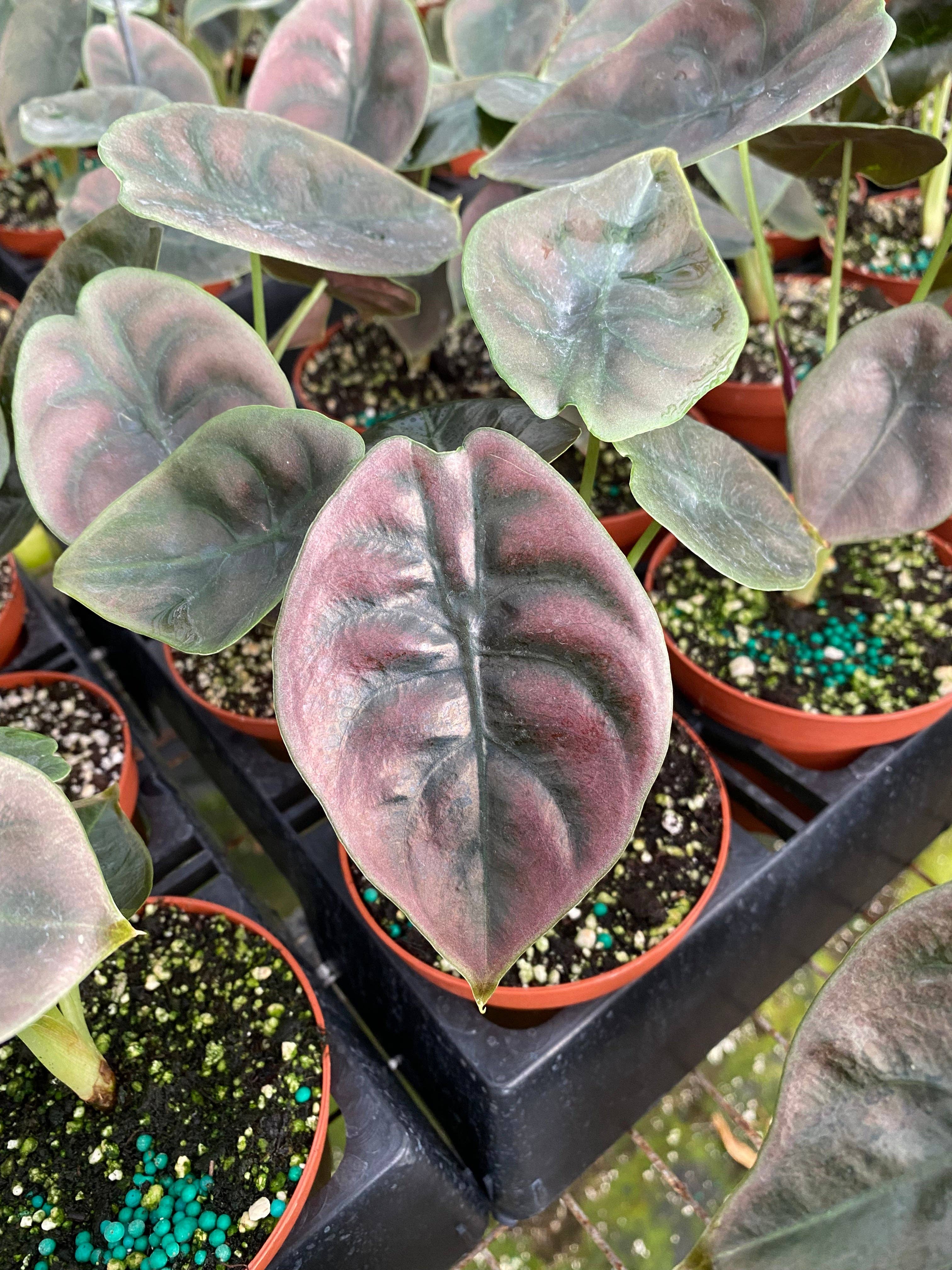 BWH Plant Co - Wholesale Live Plant - 4" Alocasia 'Cuprea'2