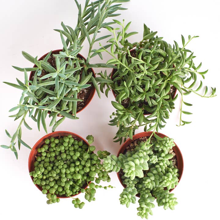 Home Botanicals - Vente Succulentes - Ensemble de plantes succulentes à suspendre mixtes dans des pots de culture de 4 po (lot de 4)1