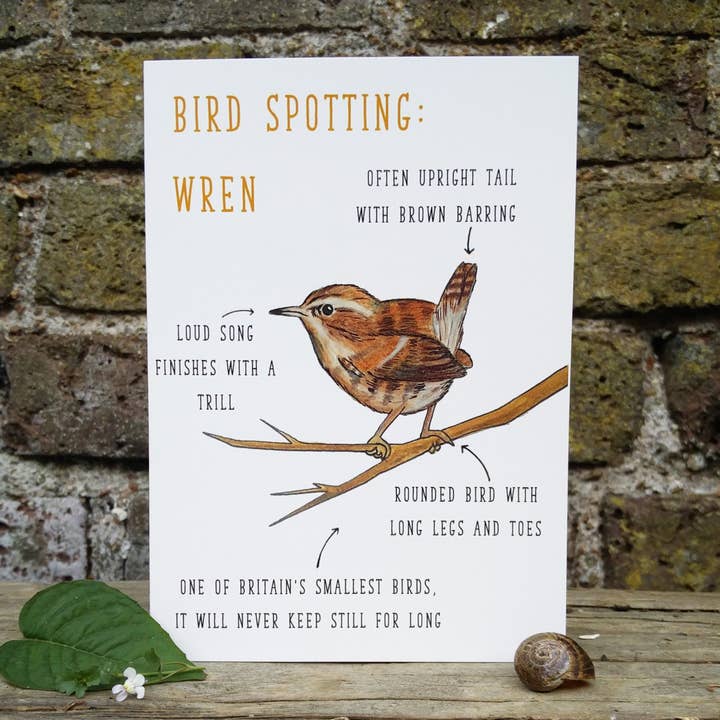 Fuglekiggeri: Wren Blank lykønskningskort for engroshandel hos Little Plover