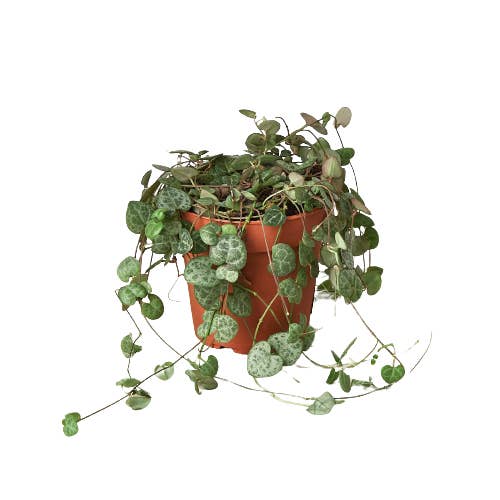 House Plant Wholesale WEST - Wholesale Succulent - Succulent 'String of Hearts' - 4" Pot