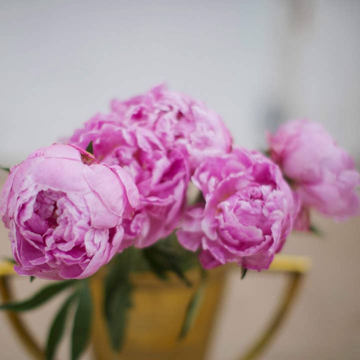 Peonie su bianco per la vendita all'ingrosso da parte di Alison Holcomb Creative