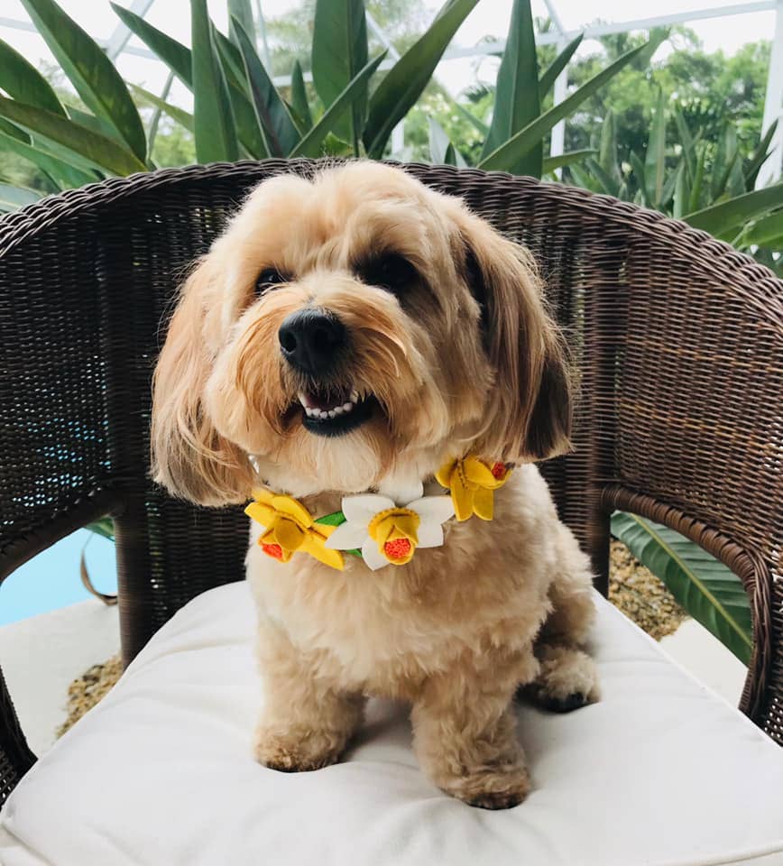 Chloe & Max LLC - Wholesale Pet Bandana - Dog - White Daffodils Felt1