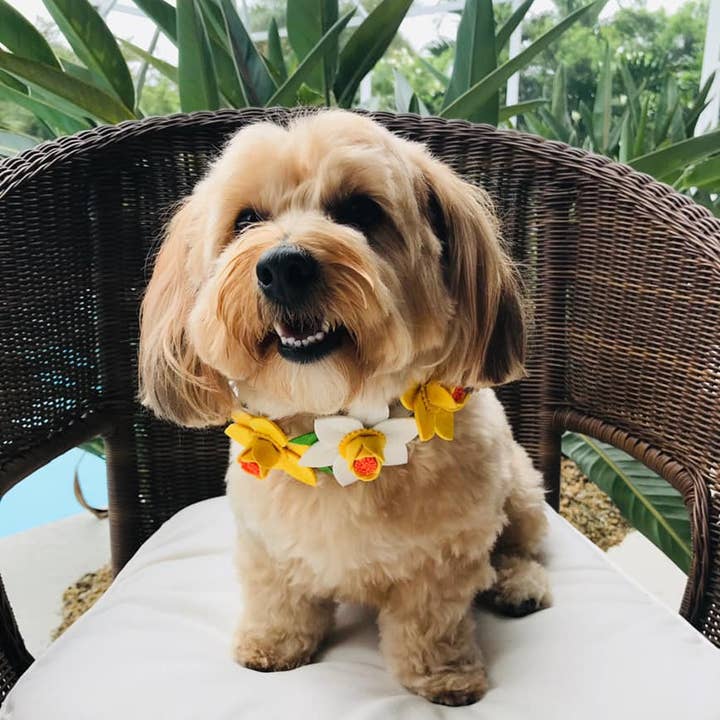 Chloe & Max LLC - Wholesale Pet Bandana - Dog - White Daffodils Felt1