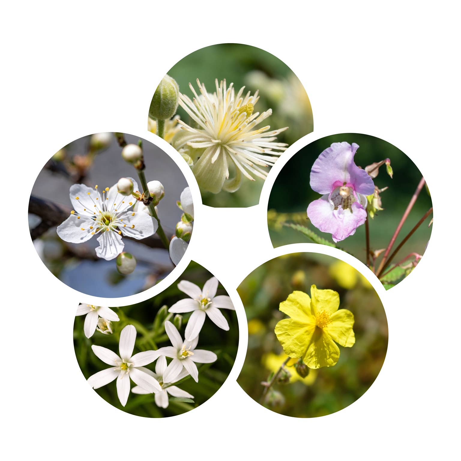 Schiffer Publishing - Wholesale Boek over lichaam, geest en ziel - De kunst van bloemtherapie16