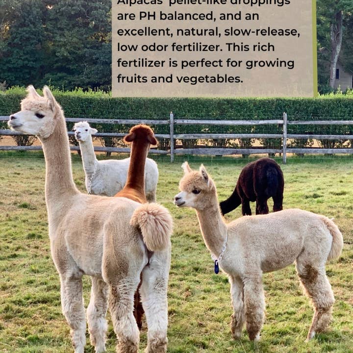 Alpaca Key Farm LLC - Wholesale Fertiliser - Alpaca Tea Fertilizer – Natural, Nutrient-Rich Plant Boost5