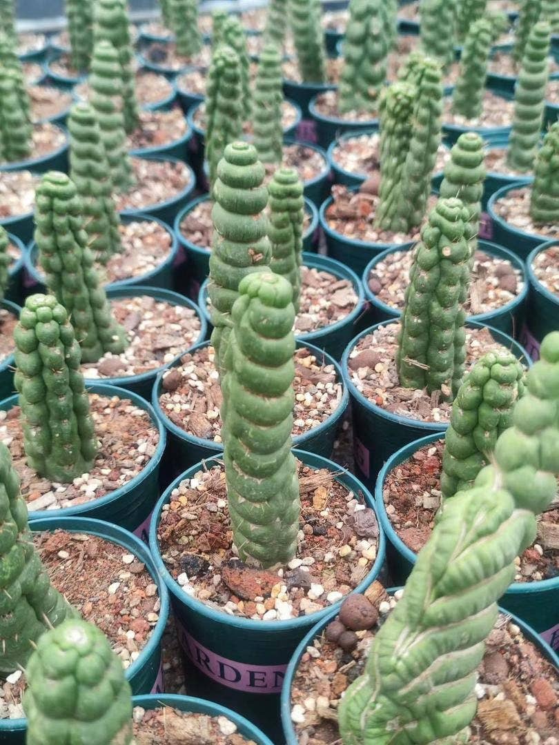 Grow Margo - Wholesale Live Plant - Rare Live Cactus  - Eulychnia Castanea Spiralis - Twisted Ra2