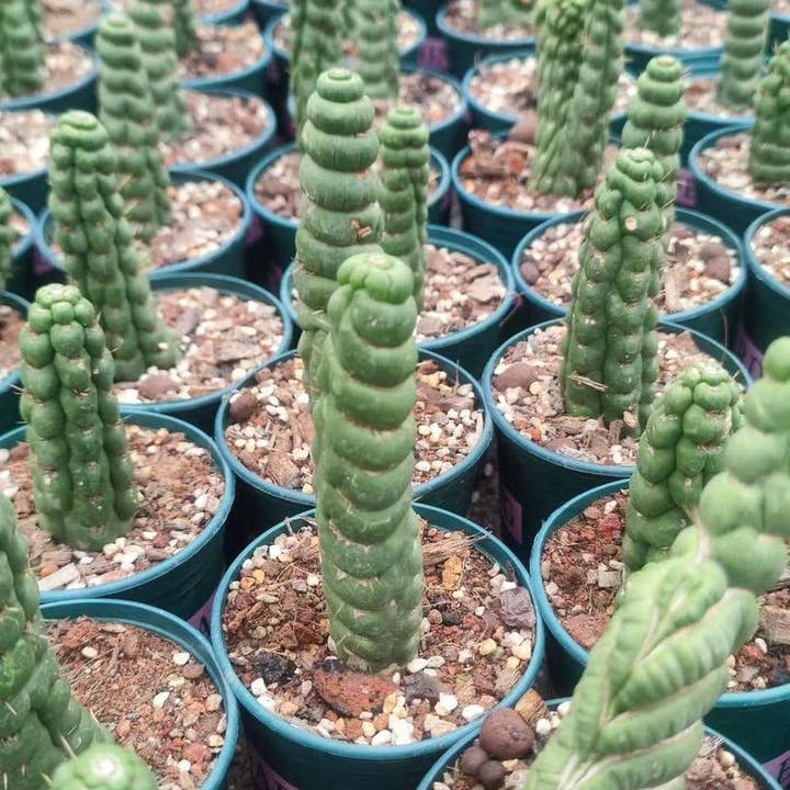 Grow Margo - Wholesale Live Plant - Rare Live Cactus - Eulychnia Castanea Spiralis - Twisted Ra2