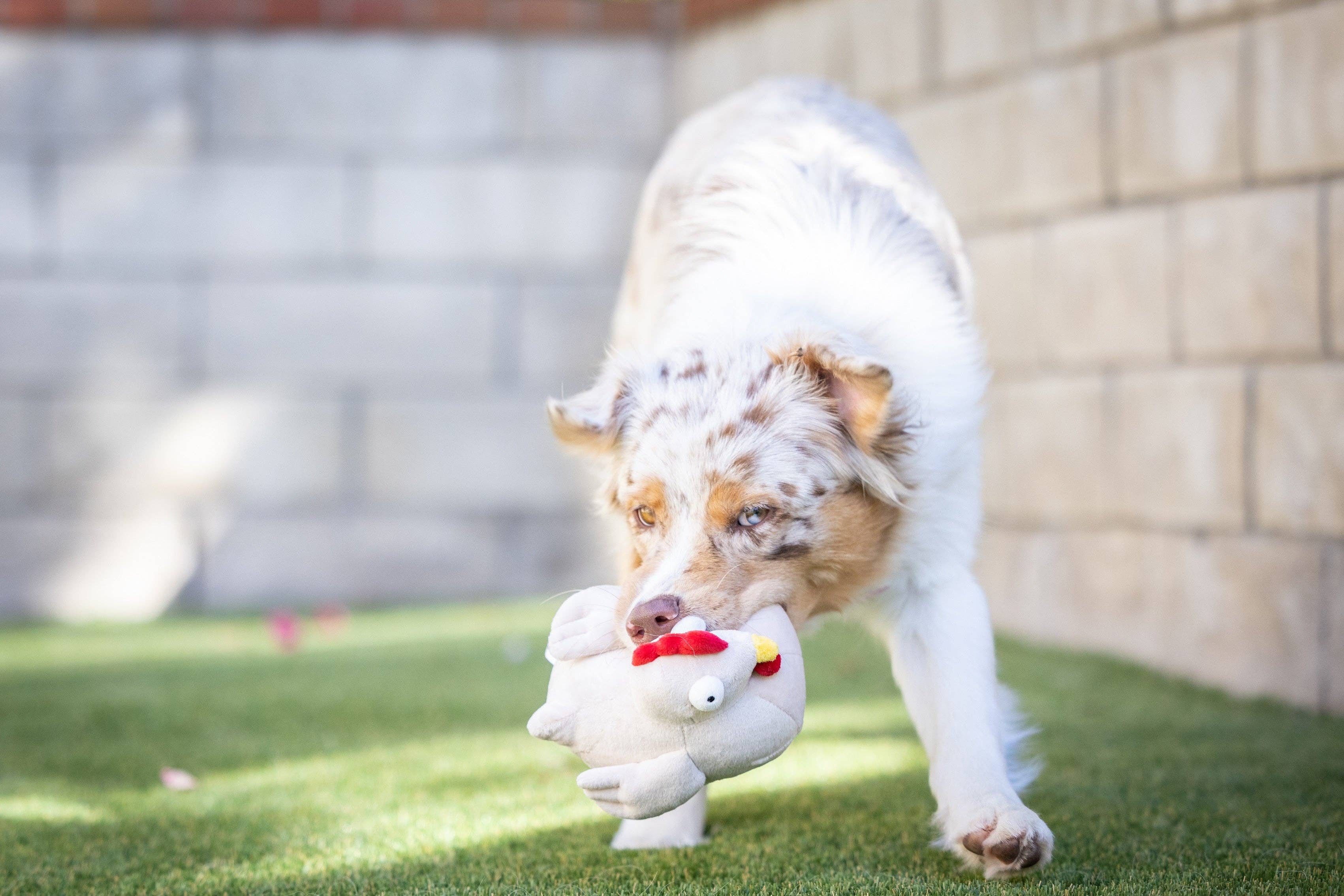 Downtown Pet Supply - Wholesale Knuffelspeeltje - Hond - 2-in-1 knuffelspeelgoed met haaien en kippen13