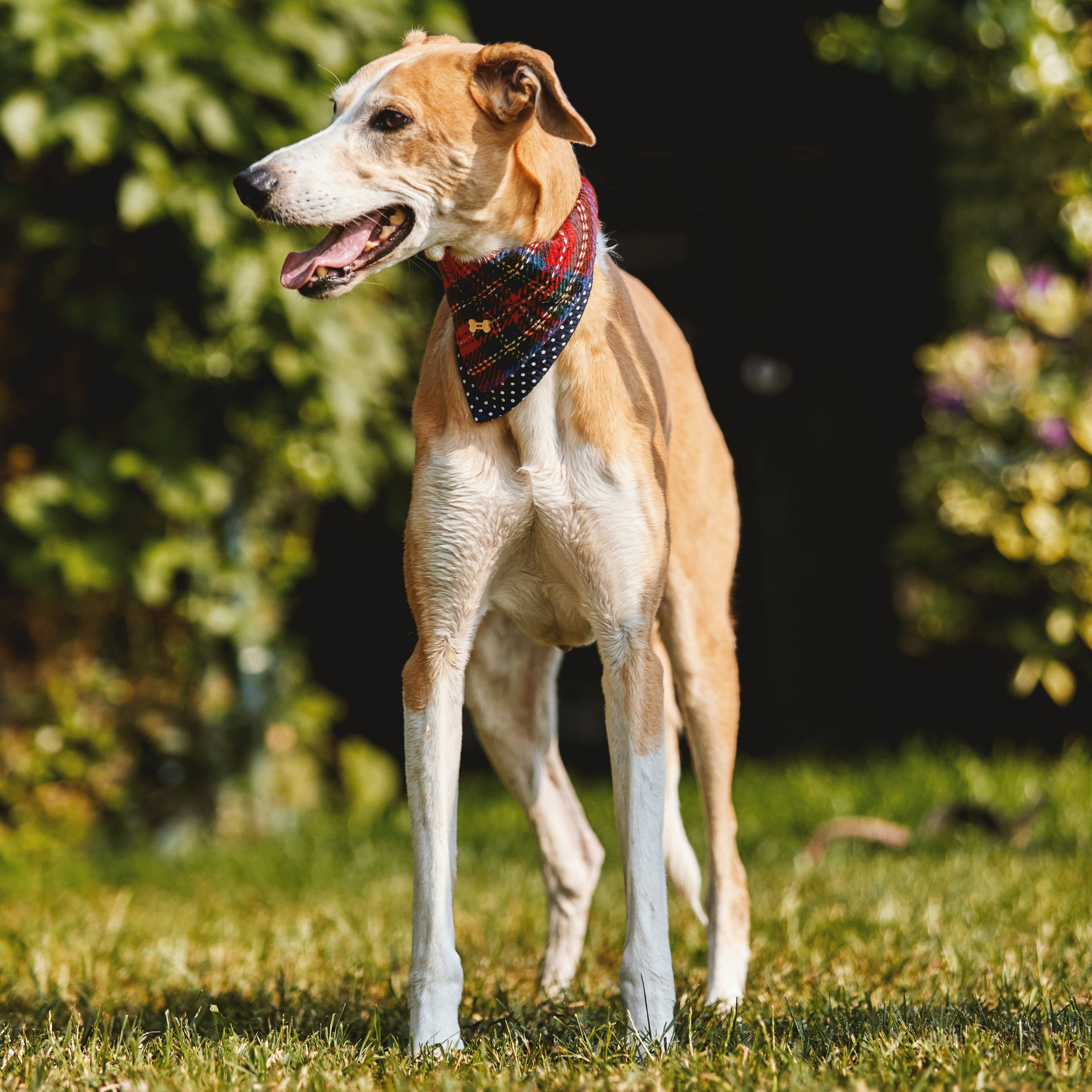 Heritage Traditions - Wholesale Pet Bandana - Dog - Heritage  Hounds Tartan Dog Bandana1