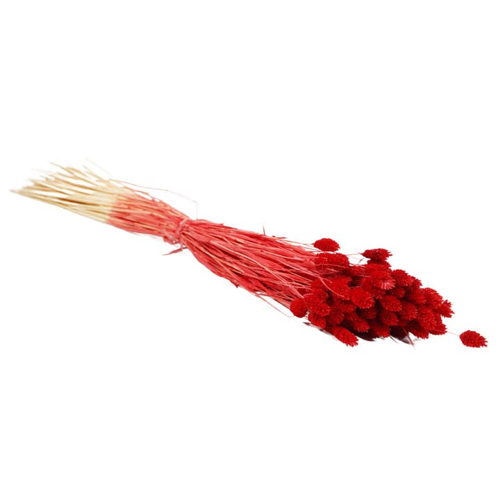 Dried Flowers - Phalaris Red for wholesale by Wildflowers by Floriette