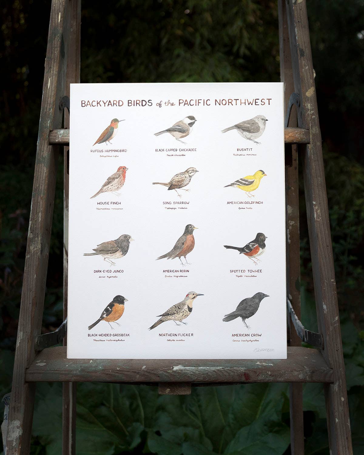 Yardia - Wholesale Art Print - Pacific Northwest Backyard Birds - 11 x 14 Birding Art Print1