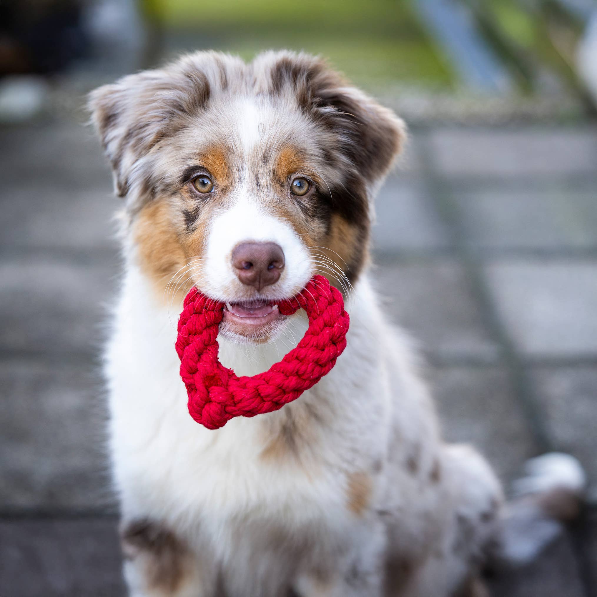 LABONI - Volentis GmbH - Vente Jouet en corde – chien - HERTHA HEART – Amour à mâcher12