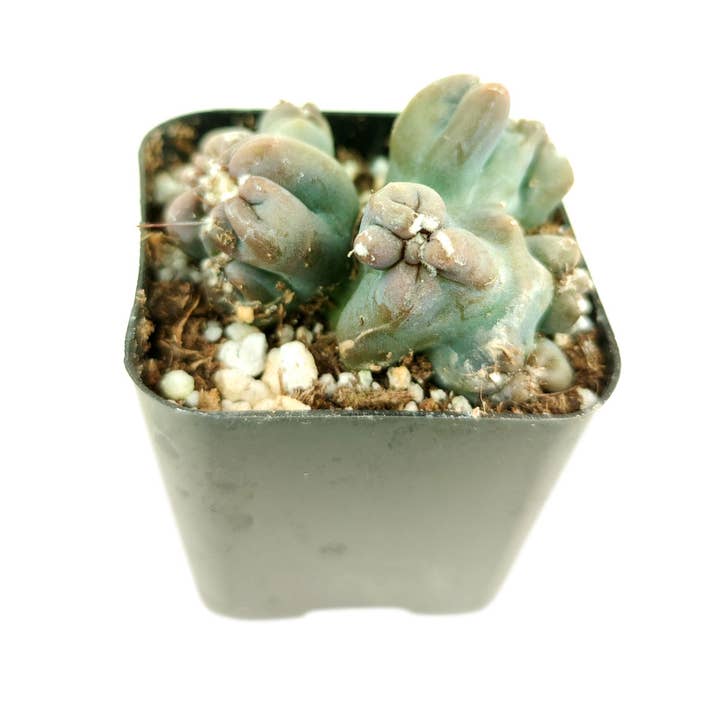 Best Plant Friend - Wholesale Succulent - Cereus Ming Thing Cactus - Live Unique Cactus - Indoor Plant