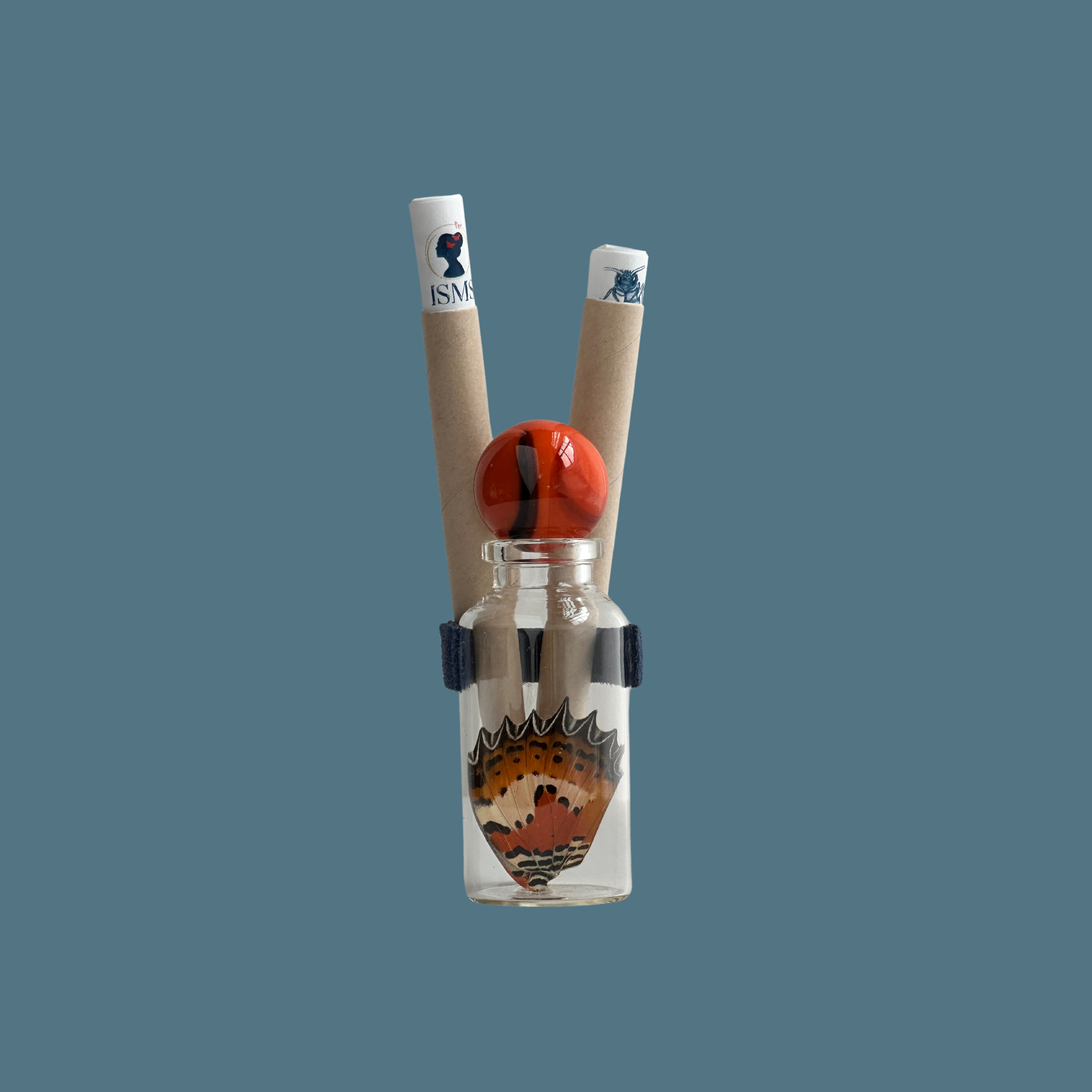 Isms - Wholesale Decorative Tabletop Object - Real Premium Butterfly Wing in Decorative Glass Bottle8