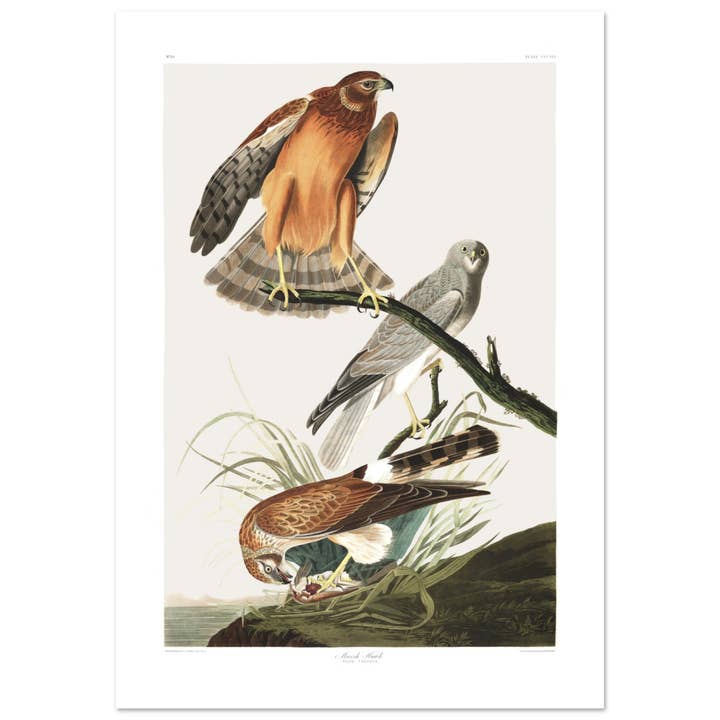 Falcão do pântano por atacado de Maison de Paloma