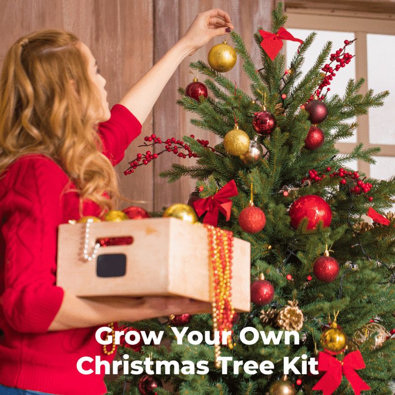Kit de démarrage pour arbre de Noël en vente B2B pour votre magasin - Faire  Canada