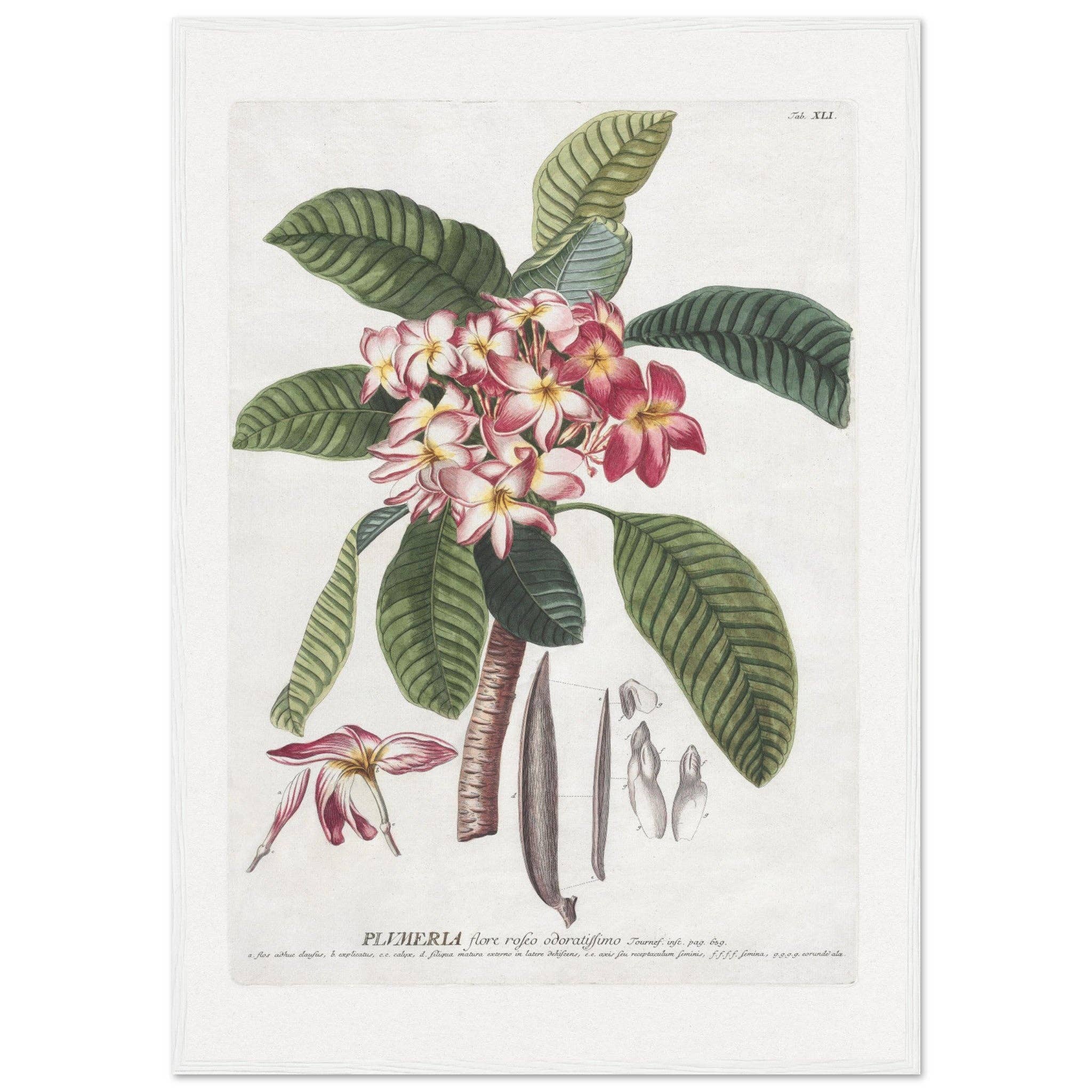 Maison de Paloma - Vendita all'ingrosso Stampa artistica - Plumeria15