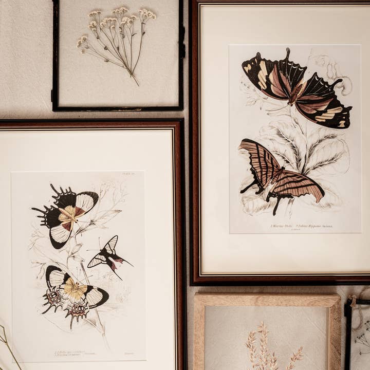 Coultura - Wholesale Gallery Wall Set - Framed Set of Two Vintage Butterfly Art Prints 02 (Classic Teak Frame Collection)1
