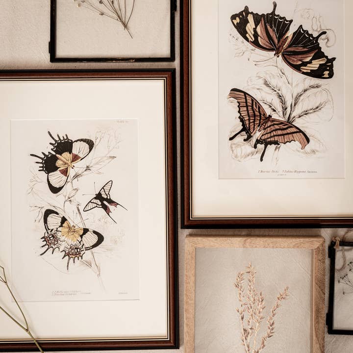 Coultura - Wholesale Gallery Wall Set - Framed Set of Six Vintage Butterfly Art Prints (Classic Teak Frame Collection)1