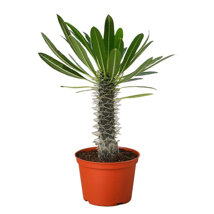 House Plant Wholesale - Wholesale Live Plant - Pachypodium 'lamerei' (Madagascar Palm) - 6" Pot1